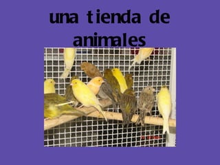 una tienda de animales 