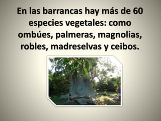 En las barrancas hay más de 60
especies vegetales: como
ombúes, palmeras, magnolias,
robles, madreselvas y ceibos.
 