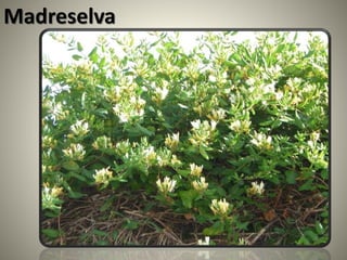 Madreselva
 