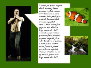 Nace el pez, que no respira,
aborto de ovas y lamas,
y apenas bajel de escamas
sobre las ondas se mira,
cuando a todas parte gira,
midiendo la inmensidad
de tanta capacidad
como le da el centro frío
¿y yo con más albedrío
tengo menos libertad?
Nace el arroyo, culebra
que entre flores se desata,
y apenas, sierpe de plata,
entre las flores se quiebra,
cuando músico celebra
de las flores la piedad
que le dan la majestad,
el campo abierto a su ida:
¿y teniendo yo más vida
tengo menos libertad?
Nace el pez, que no respira,
aborto de ovas y lamas,
y apenas bajel de escamas
sobre las ondas se mira,
cuando a todas parte gira,
midiendo la inmensidad
de tanta capacidad
como le da el centro frío
¿y yo con más albedrío
tengo menos libertad?
Nace el arroyo, culebra
que entre flores se desata,
y apenas, sierpe de plata,
entre las flores se quiebra,
cuando músico celebra
de las flores la piedad
que le dan la majestad,
el campo abierto a su ida:
¿y teniendo yo más vida
tengo menos libertad?
 