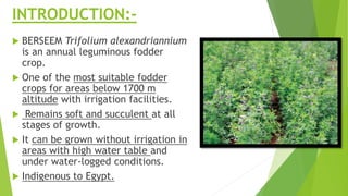 Barseem cultivation | PPTX