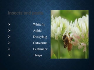 Reshm Insect Prodection Technology of Berseem | PPT