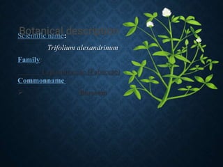 Prodection Technology of Berseem | PPT