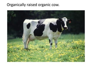 Organically raised organic cow.
 