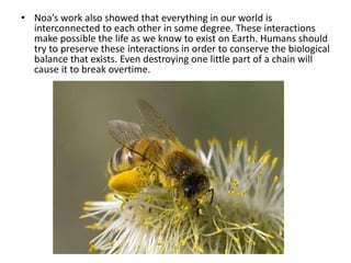 • Noa’s work also showed that everything in our world is
  interconnected to each other in some degree. These interactions
  make possible the life as we know to exist on Earth. Humans should
  try to preserve these interactions in order to conserve the biological
  balance that exists. Even destroying one little part of a chain will
  cause it to break overtime.
 