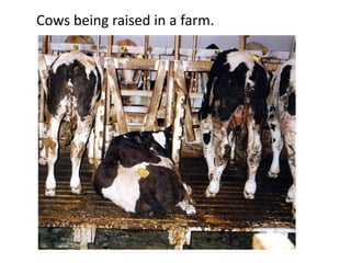 Cows being raised in a farm.
 