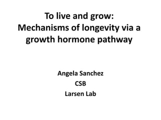 To live and grow:
Mechanisms of longevity via a
growth hormone pathway
Angela Sanchez
CSB
Larsen Lab
 