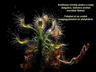 Emlékezz mindig azokra a szép dolgokra, bókokra amiket mondtak Neked . Felejtsd el az undok megjegyzéseket és pletykákat . 