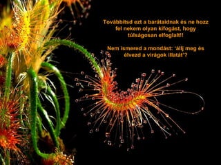 Továbbítsd ezt a barátaidnak és ne hozz fel nekem olyan kifogást, hogy túlságosan elfoglalt !! Nem ismered a mondást:  ‘ állj meg és élvezd a virágok illatát ’? 