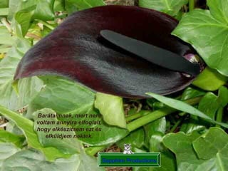 Sapphire Productions Barátaimnak, mert nem voltam annyira elfoglalt, hogy elkészítsem ezt és elküldjem nektek . 