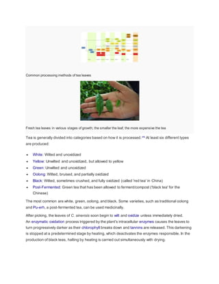 Common processing methods of tea leaves
Fresh tea leaves in various stages of growth; the smaller the leaf, the more expensive the tea
Tea is generally divided into categories based on how it is processed.[46]
At least six different types
are produced:
 White: Wilted and unoxidized
 Yellow: Unwilted and unoxidized, but allowed to yellow
 Green: Unwilted and unoxidized
 Oolong: Wilted, bruised, and partially oxidized
 Black: Wilted, sometimes crushed, and fully oxidized (called 'red tea' in China)
 Post-Fermented: Green tea that has been allowed to ferment/compost ('black tea' for the
Chinese)
The most common are white, green, oolong, and black. Some varieties, such as traditional oolong
and Pu-erh, a post-fermented tea, can be used medicinally.
After picking, the leaves of C. sinensis soon begin to wilt and oxidize unless immediately dried.
An enzymatic oxidation process triggered by the plant's intracellular enzymes causes the leaves to
turn progressively darker as their chlorophyll breaks down and tannins are released. This darkening
is stopped at a predetermined stage by heating, which deactivates the enzymes responsible. In the
production of black teas, halting by heating is carried out simultaneously with drying.
 