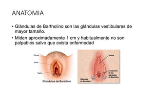 ANATOMIA
• Glándulas de Bartholino son las glándulas vestibulares de
mayor tamaño.
• Miden aproximadamente 1 cm y habitualmente no son
palpables salvo que exista enfermedad
 