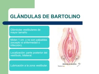 GLÁNDULAS DE BARTOLINO
Glándulas vestibulares de
mayor tamaño
Miden 1 cm. y no son palpables
(excepto si enfermedad o
infección).
Localización: parte posterior del
vestíbulo, bilateral.
Lubricación a la zona vestibular.
 