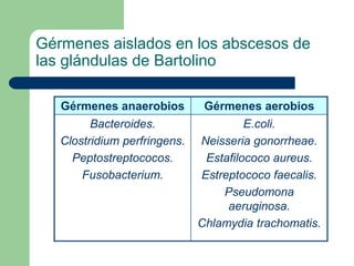 Gérmenes aislados en los abscesos de
las glándulas de Bartolino
Gérmenes anaerobios Gérmenes aerobios
Bacteroides.
Clostridium perfringens.
Peptostreptococos.
Fusobacterium.
E.coli.
Neisseria gonorrheae.
Estafilococo aureus.
Estreptococo faecalis.
Pseudomona
aeruginosa.
Chlamydia trachomatis.
 