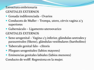 Estructura embrionaria
GENITALES EXTERNOS
 Gonada indiferenciada - Ovarios
 Conducots de Muller – Trompa, utero, cérvix vagina 2/3
superiores
 Gubernáculo – Ligamento uteroovarico
GENITALES EXTERNOS
 Seno urogenital – Vagina 1/3 inferior, glándulas uretrales y
parauretrales (Skene), glándulas vestibulares (bartholino)
 Tuberculo genital falo - clítoris
 Pliegues urogenitales (labios mayores)
 Eminencias genitales labiales (labios menores)
Conducto de wolff: Regresiona en la mujer.
 