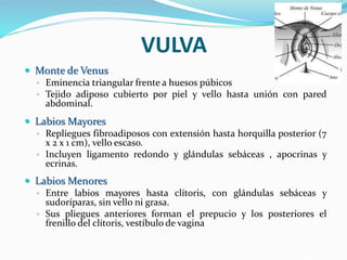 VULVA
 Monte de Venus
◦ Eminencia triangular frente a huesos púbicos
◦ Tejido adiposo cubierto por piel y vello hasta unión con pared
abdominal.
 Labios Mayores
◦ Repliegues fibroadiposos con extensión hasta horquilla posterior (7
x 2 x 1 cm), vello escaso.
◦ Incluyen ligamento redondo y glándulas sebáceas , apocrinas y
ecrinas.
 Labios Menores
◦ Entre labios mayores hasta clítoris, con glándulas sebáceas y
sudoríparas, sin vello ni grasa.
◦ Sus pliegues anteriores forman el prepucio y los posteriores el
frenillo del clítoris, vestíbulo de vagina
 