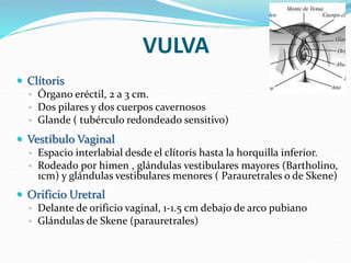 VULVA
 Clítoris
◦ Órgano eréctil, 2 a 3 cm.
◦ Dos pilares y dos cuerpos cavernosos
◦ Glande ( tubérculo redondeado sensitivo)
 Vestíbulo Vaginal
◦ Espacio interlabial desde el clítoris hasta la horquilla inferior.
◦ Rodeado por himen , glándulas vestibulares mayores (Bartholino,
1cm) y glándulas vestibulares menores ( Parauretrales o de Skene)
 Orificio Uretral
◦ Delante de orificio vaginal, 1-1.5 cm debajo de arco pubiano
◦ Glándulas de Skene (parauretrales)
 