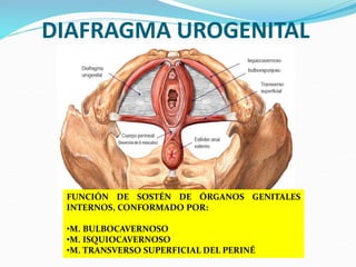 DIAFRAGMA UROGENITAL
FUNCIÓN DE SOSTÉN DE ÓRGANOS GENITALES
INTERNOS, CONFORMADO POR:
•M. BULBOCAVERNOSO
•M. ISQUIOCAVERNOSO
•M. TRANSVERSO SUPERFICIAL DEL PERINÉ
 