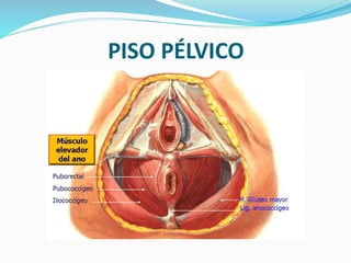 PISO PÉLVICO
 