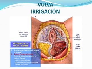 VULVA
IRRIGACIÓN
 