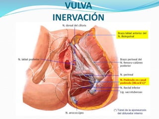 VULVA
INERVACIÓN
 
