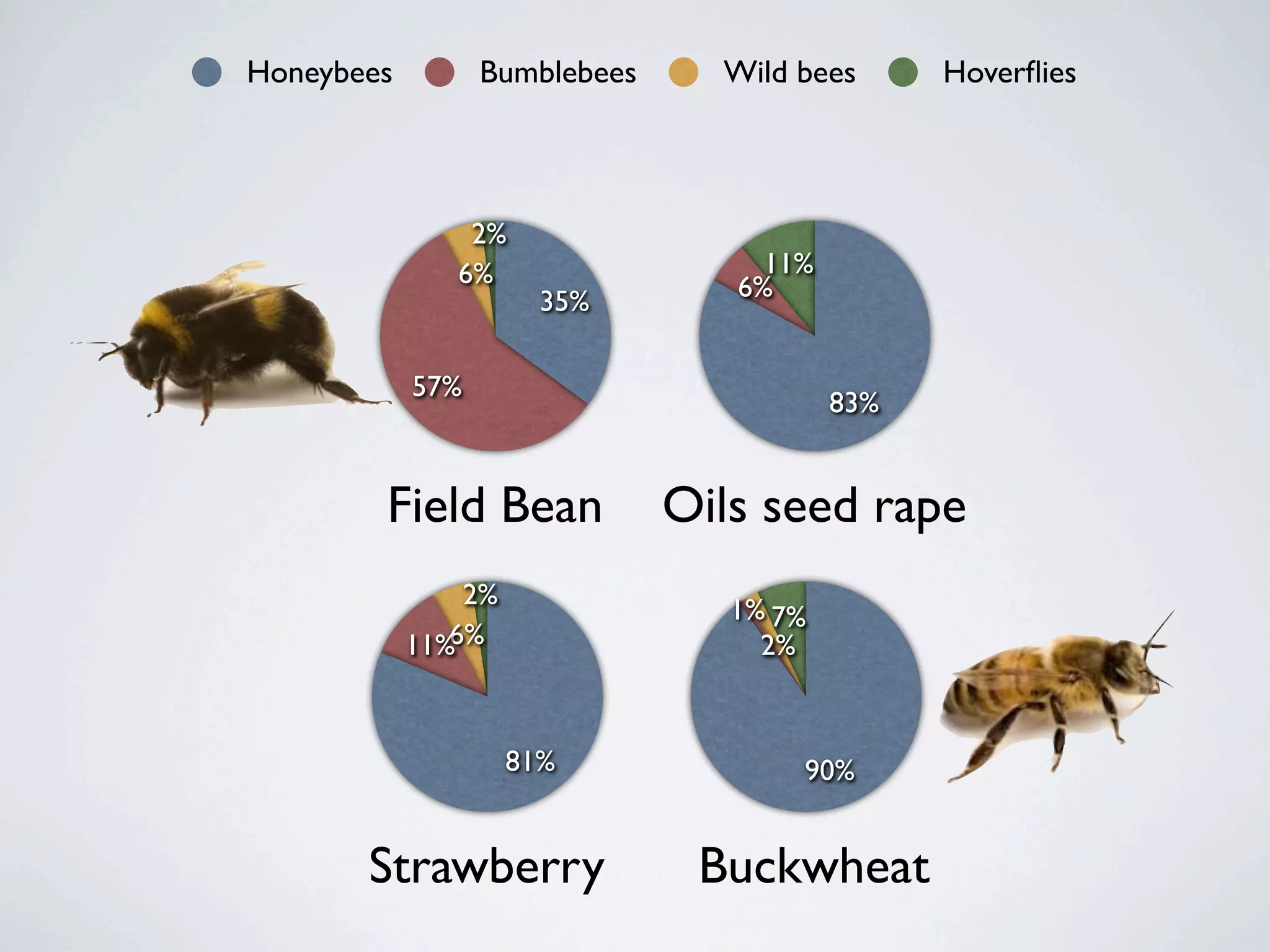 Honeybees         Bumblebees     Wild bees      Hoverﬂies



                2%
               6%                   11%
                       35%        6%


            57%
                                          83%


        Field Bean             Oils seed rape
                2%
                                  1% 7%
            11%6%                   2%


                     81%              90%


       Strawberry               Buckwheat
 