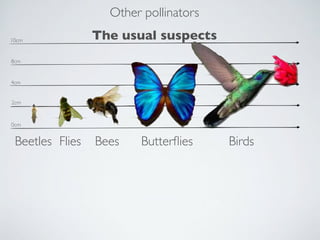 Other pollinators
10cm             The usual suspects
8cm


4cm


2cm


0cm


 Beetles Flies    Bees      Butterﬂies   Bir...