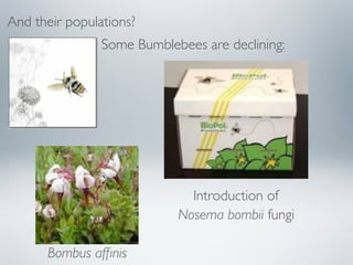 And their populations?
   Other bees and syrphids: Britain and netherlands:
 