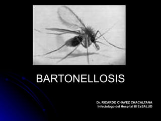BARTONELLOSIS Dr. RICARDO CHAVEZ CHACALTANA Infectologo del Hospital III EsSALUD 
