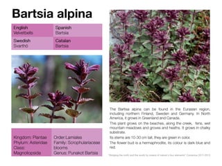 Bartsia alpina
 