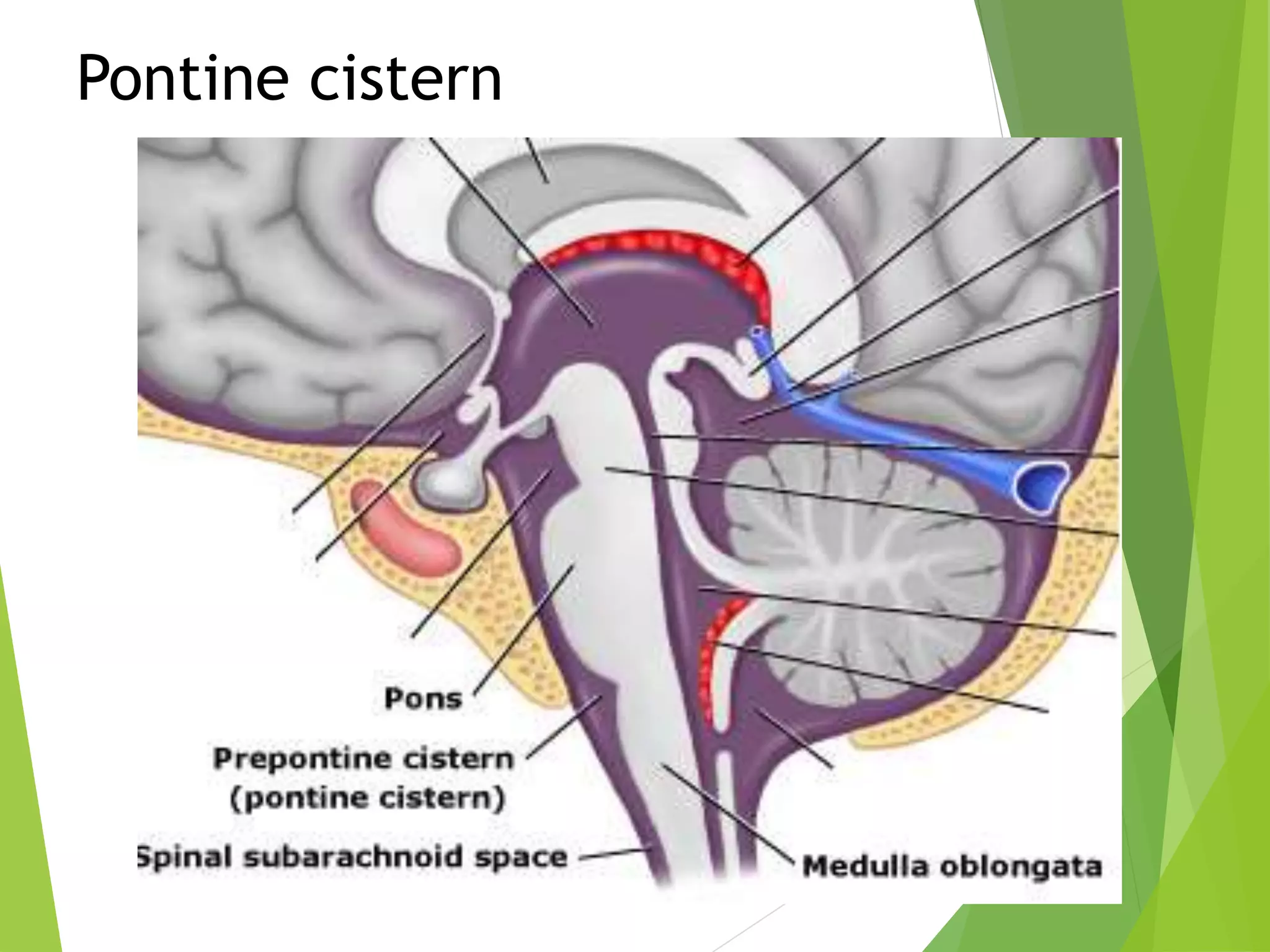 Basal Cisterns Patent: Are You At Risk? Find Out Here! - 3noyn39