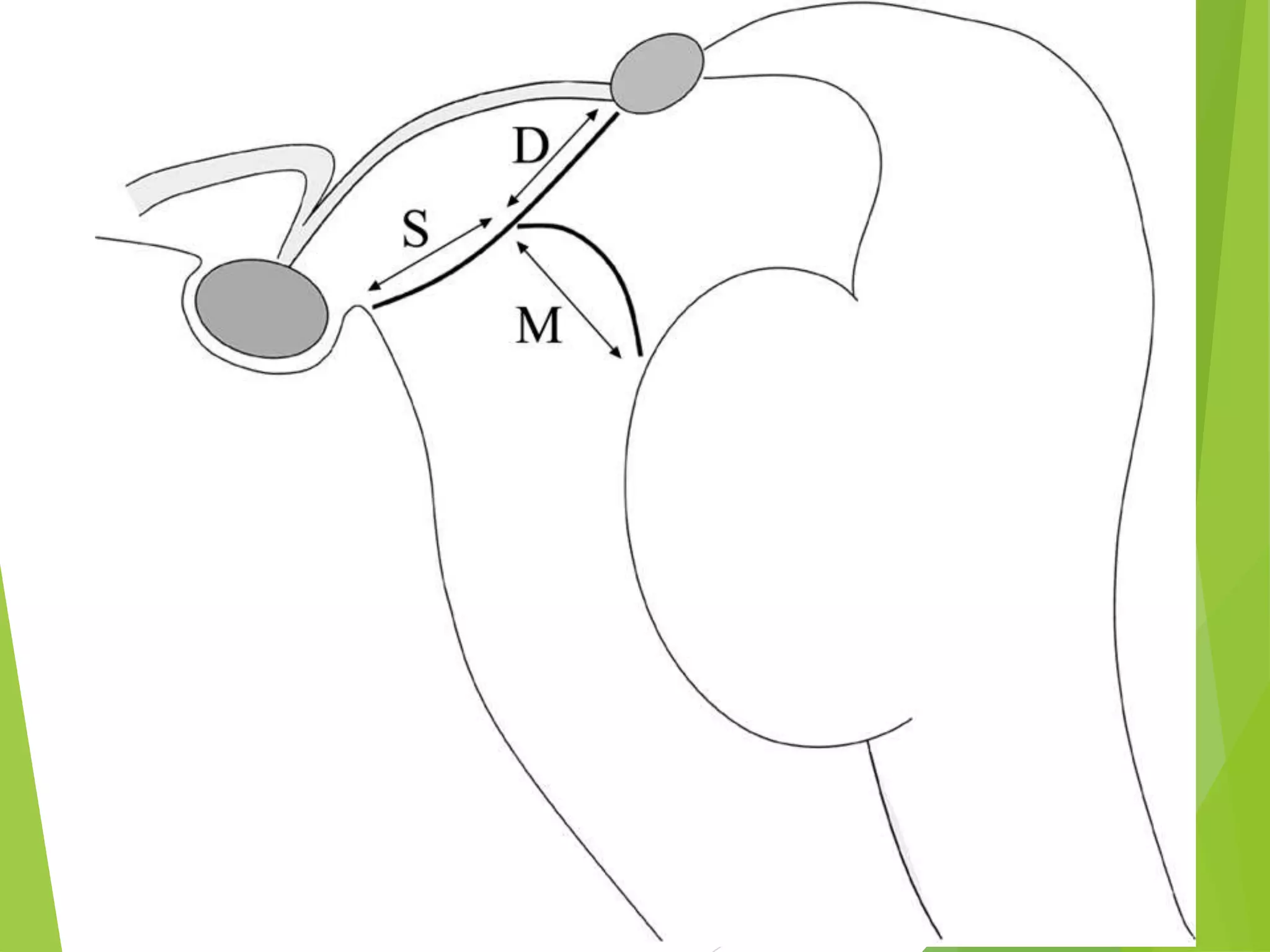 Revealed:  The Hidden Risks (And Realities) Of Patent Basal Cisterns - 96rq6hb