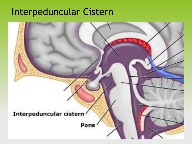 basal cisterns final.ppt