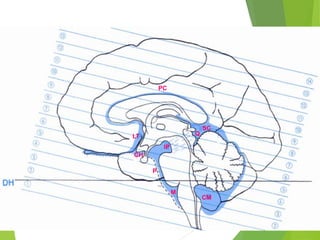 basal cisterns final.ppt