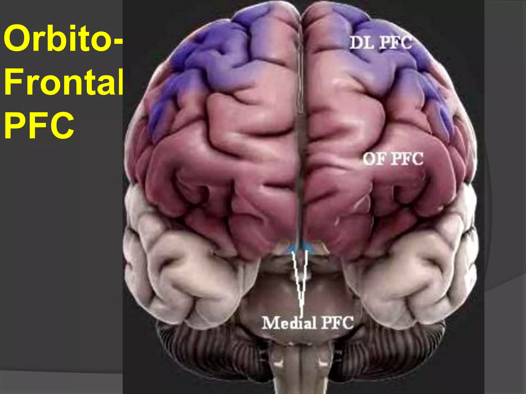 Orbito-
Frontal
PFC
