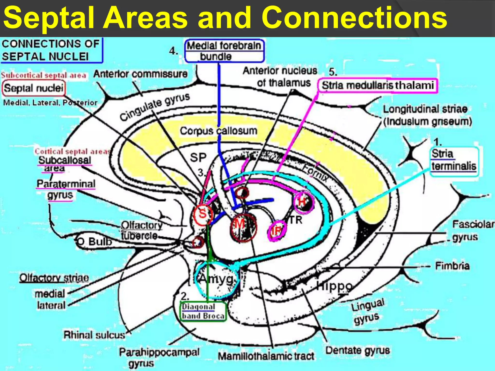 Septal Areas and Connections