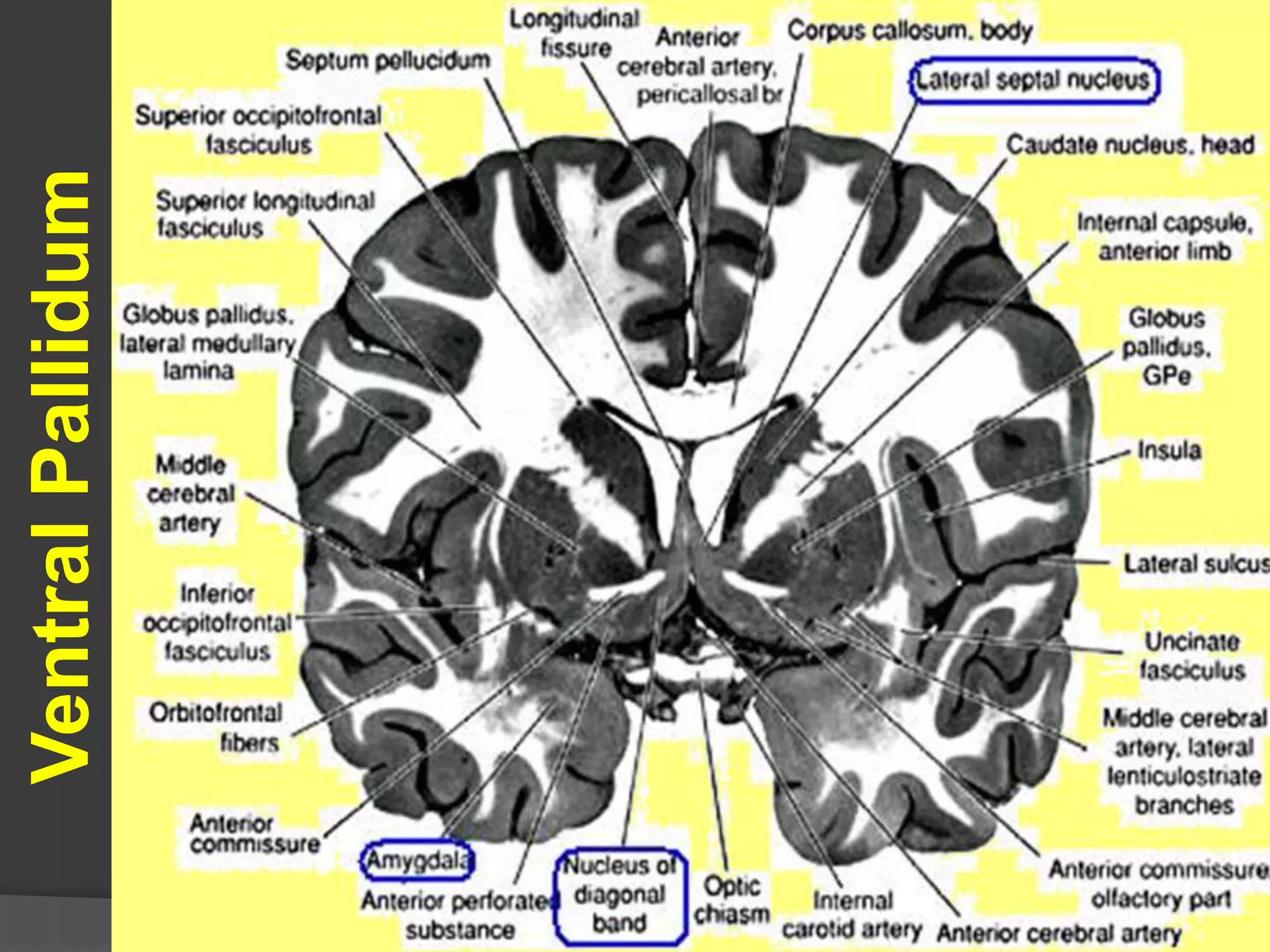VentralPallidum