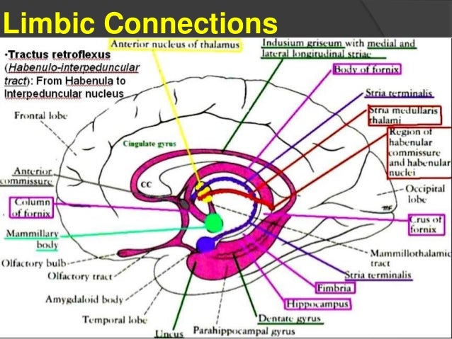 Basal Forebrain Components - Schizophrenia - Limbic Connections - San…