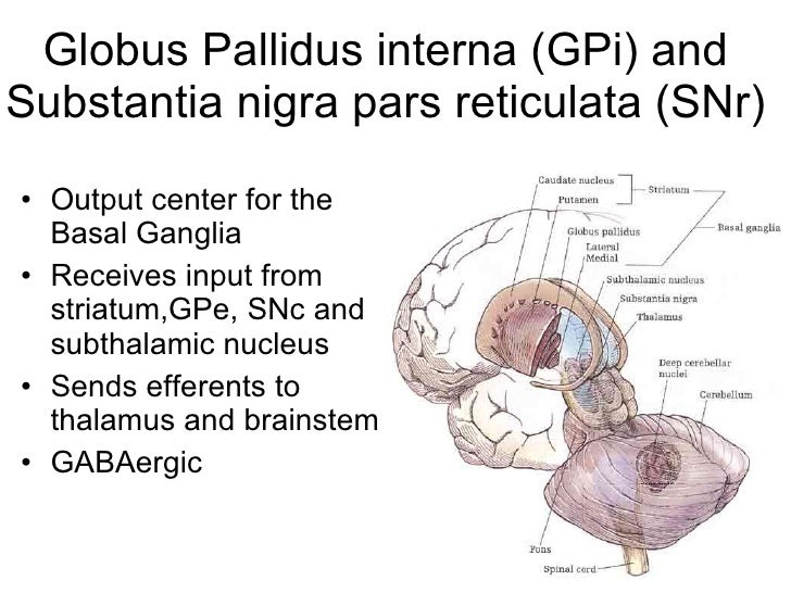 Basal Ganglia 101