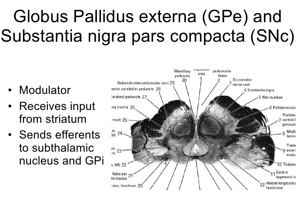 Basal ganglia 101