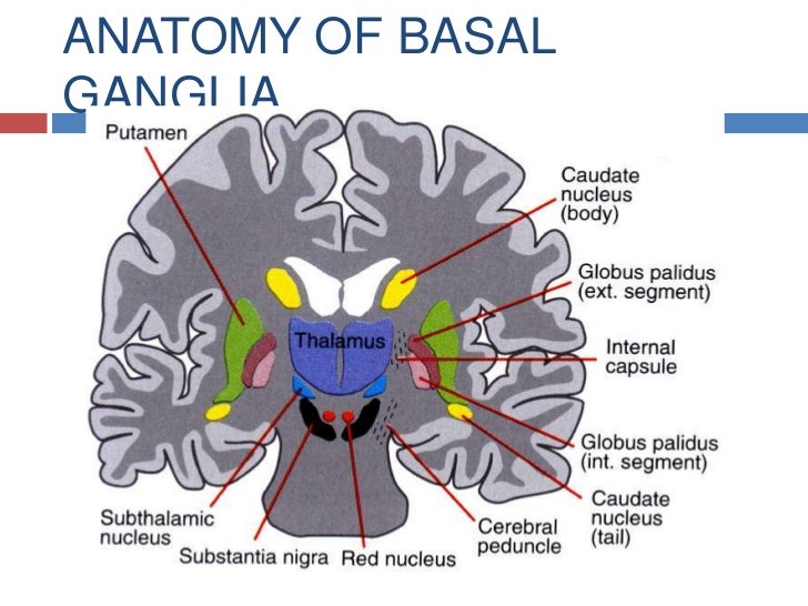 Basal ganglia