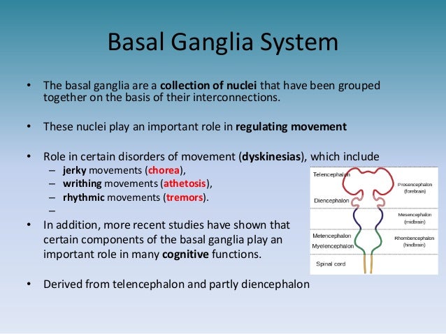 Basal ganglia