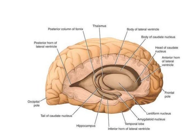anatomy of basal ganglia