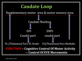 Caudate Loop
Supplementary motor area & motor sensory area.
Caudate Nucleus.
GPi SNPr
Caudal part caudal part
VL (Thalamus) Pars VL Oralis VL(Thalamus) Pars Medialis
Friday, March 4, 2016
FUNCTION – Cognitive Control Of Motor Activity
-- Control Of EYE Movements
 
