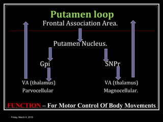 Putamen loop
Frontal Association Area.
Putamen Nucleus.
Gpi SNPr
VA (thalamus) VA (thalamus)
Parvocellular Magnocellular.
Friday, March 4, 2016
FUNCTION – For Motor Control Of Body Movements
 