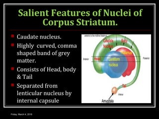 Salient Features of Nuclei of
Corpus Striatum.
 Caudate nucleus.
 Highly curved, comma
shaped band of grey
matter.
 Consists of Head, body
& Tail
 Separated from
lenticular nucleus by
internal capsule
Friday, March 4, 2016
 