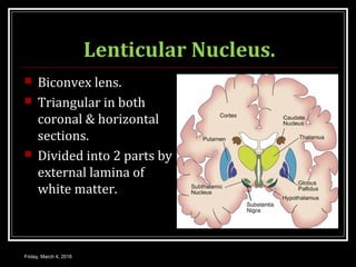 Lenticular Nucleus.
 Biconvex lens.
 Triangular in both
coronal & horizontal
sections.
 Divided into 2 parts by
external lamina of
white matter.
Friday, March 4, 2016
 