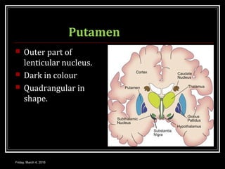 Putamen
 Outer part of
lenticular nucleus.
 Dark in colour
 Quadrangular in
shape.
Friday, March 4, 2016
 
