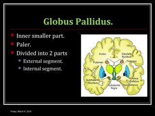 Globus Pallidus.
 Inner smaller part.
 Paler.
 Divided into 2 parts
 External segment.
 Internal segment.
Friday, March 4, 2016
 