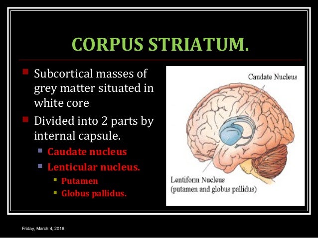 Basal ganglia